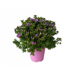 Polygala touffe Ø 19 cm