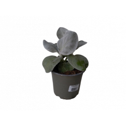Senecio Angel wings pot de...