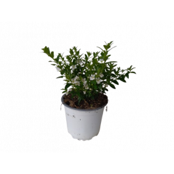 Cuphea hyssophilia pot de...