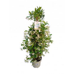 Jasmin trachelospernum...