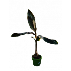 Bananier Red Tiger pot de...