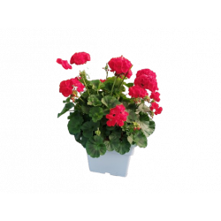 Géranium zonal en bac 25/25 cm