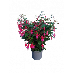 Fuchsia pot de Ø 19 cm