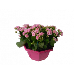 Kalanchoe coupe de 27 cm