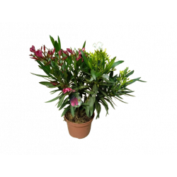 Laurier tricolore pot de 18 cm