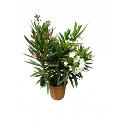 Laurier tricolore pot de 20 cm