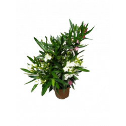 Laurier bicolore pot de 18 cm