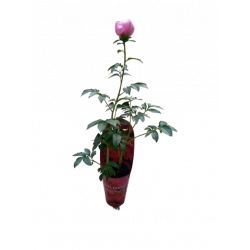 Pivoine Ø 14 cm