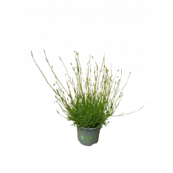 Lavande angustifolia pot de...