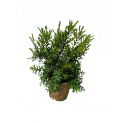 Callistemon Red rocket...