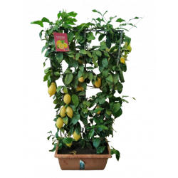 Agrume citronnier jaune...
