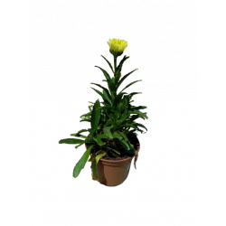 Leucanthemum pot de 17 cm