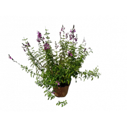 Sauge vivace pot de 21 cm