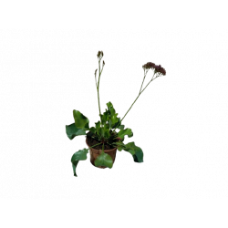 Limonium statice Purple...