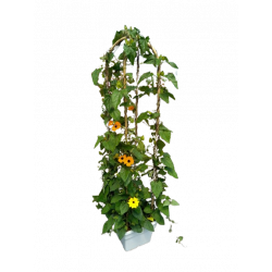 Thunbergia double arceau...