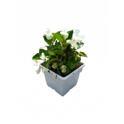 Bégonia en bac 25/25 cm