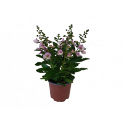 Angelonia alonia pot de...