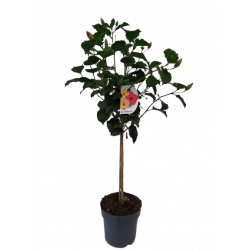 Hibiscus tige pot de 21 cm