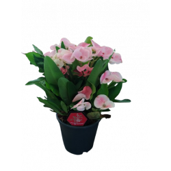 Euphorbia milii Charlotte...