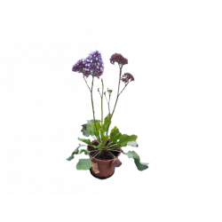 Limonium statice Purple...