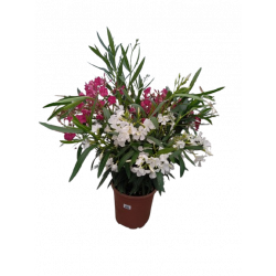 Laurier bicolore pot de 25 cm