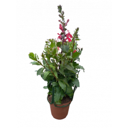 Lobélia vivace Ø 14-15 cm