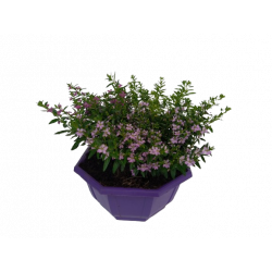 Cuphea hyssophilia coupe de...