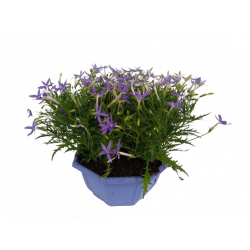 Laurentia bleu coupe de 27 cm