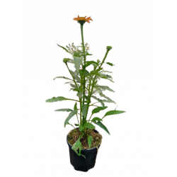 Echinacée pot de 14 cm