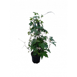 Mina lobata pot de 14 cm