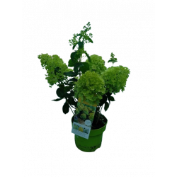 Hortensia paniculata...