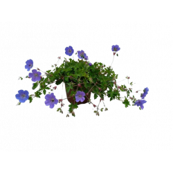 Géranium vivace Ø 17 cm...