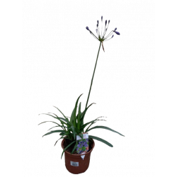 Agapanthe pot de 17 cm
