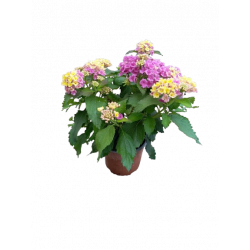 Lantana Ø 13 cm