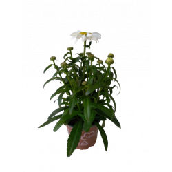 Leucanthemum pot de 12 cm
