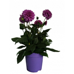 Dahlia pot de 17 cm