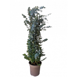 Eucalyptus Silver Dollar...
