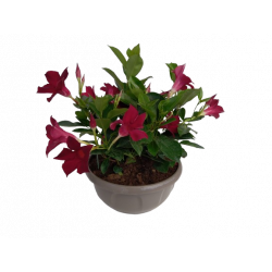 Dipladenia coupe Ø 23/25 cm