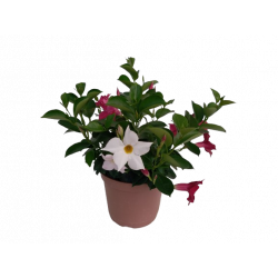 Dipladenia pot déco Ø 17/18...