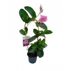 Dipladenia Amabilis pot de...