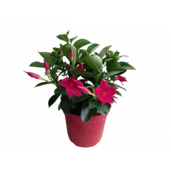 Dipladenia pot déco pot de...