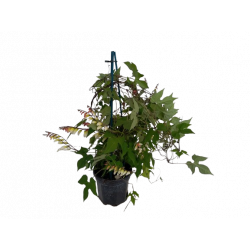 Mina lobata pot de 14 cm