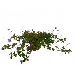 Géranium vivace Ø 17 cm...