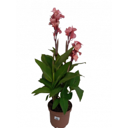 Canna pot de 21 cm