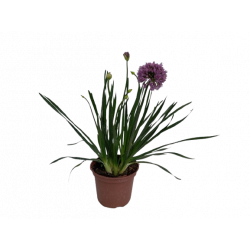 Allium lavender bubbles pot...