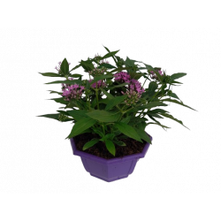 Pentas coupe de 27 cm