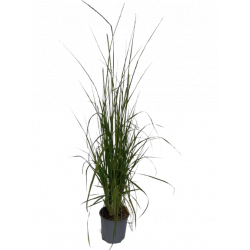Graminée pennisetum...
