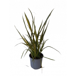 Phormium pot de 19 cm