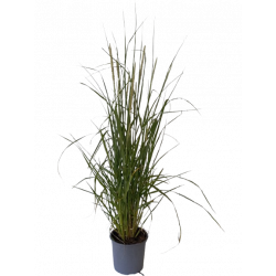 Graminée pennisetum...