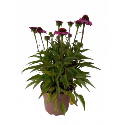 Echinacée pot de 21 cm